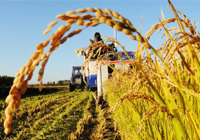 一號文件連續(xù)十年聚焦三農(nóng)