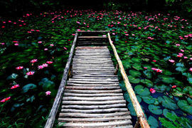 踱步花間，邂逅美麗