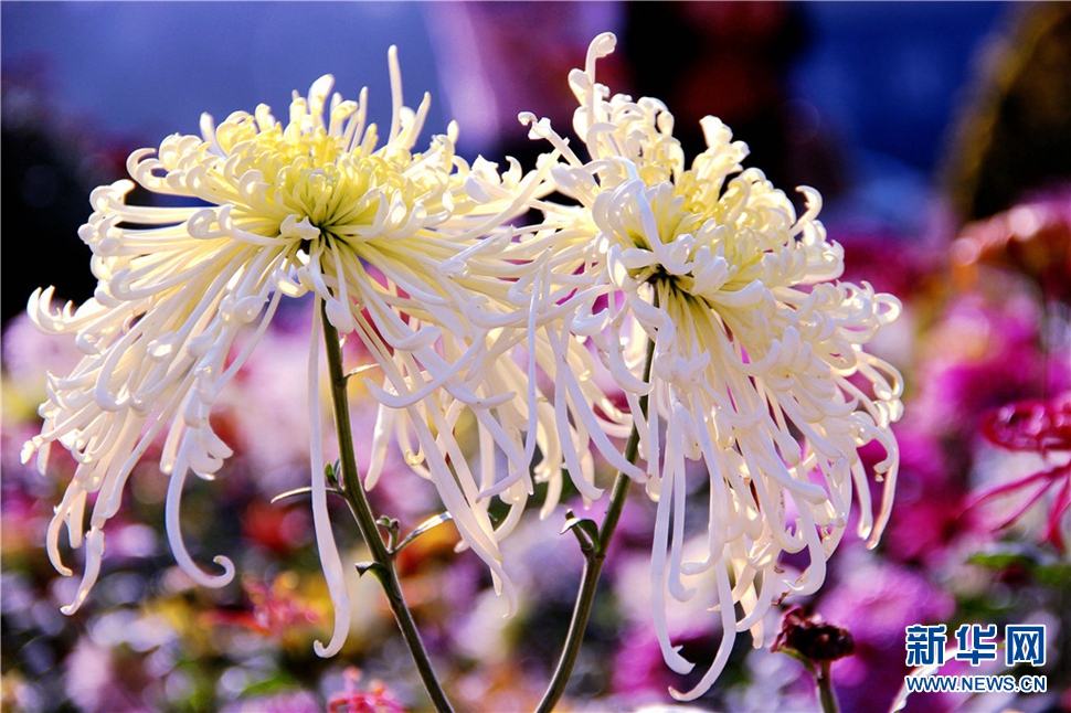 金秋時節(jié)，菊潤車城