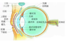 青光眼什么時(shí)候手術(shù)最合適?