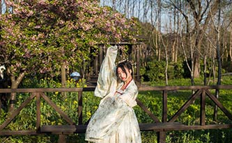 徜徉櫻花花海，來場動漫之旅