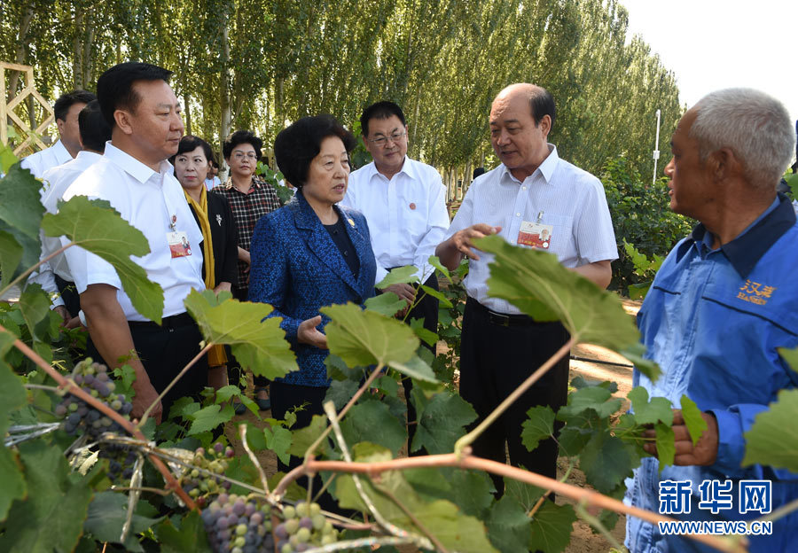 8月9日，中共中央政治局委員、中央統戰部部長、中央代表團副團長孫春蘭率中央代表團三分團，先后赴內蒙古自治區烏海市、阿拉善盟看望各族干部群眾。這是孫春蘭在烏海市漢森酒業集團的葡萄種植園了解葡萄種植情況。新華社記者 任軍川 攝