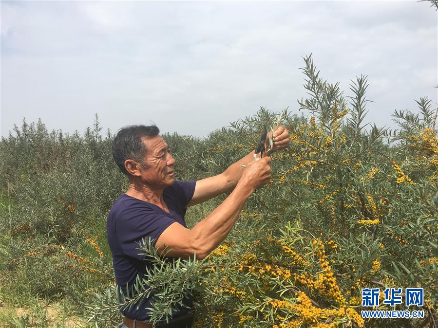(新華全媒頭條·在習(xí)近平新時(shí)代中國特色社會主義思想指引下——新時(shí)代新作為新篇章·圖文互動)(9)綠富同興畫卷在沙海中鋪展——庫布其沙漠生態(tài)治理紀(jì)實(shí)