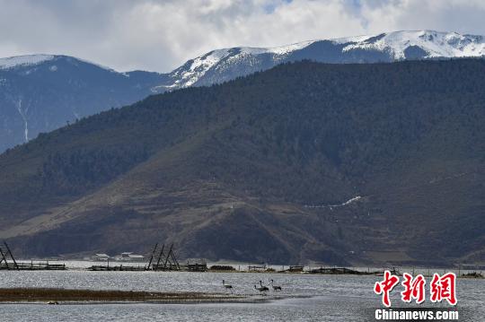 圖為在納帕海濕地棲息的候鳥。　劉冉陽 攝