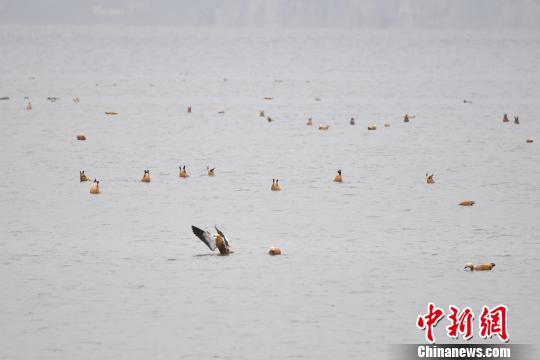 圖為在納帕海濕地棲息的候鳥?！⑷疥?攝