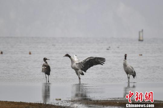 圖為在納帕海濕地棲息的黑頸鶴?！⑷疥?攝