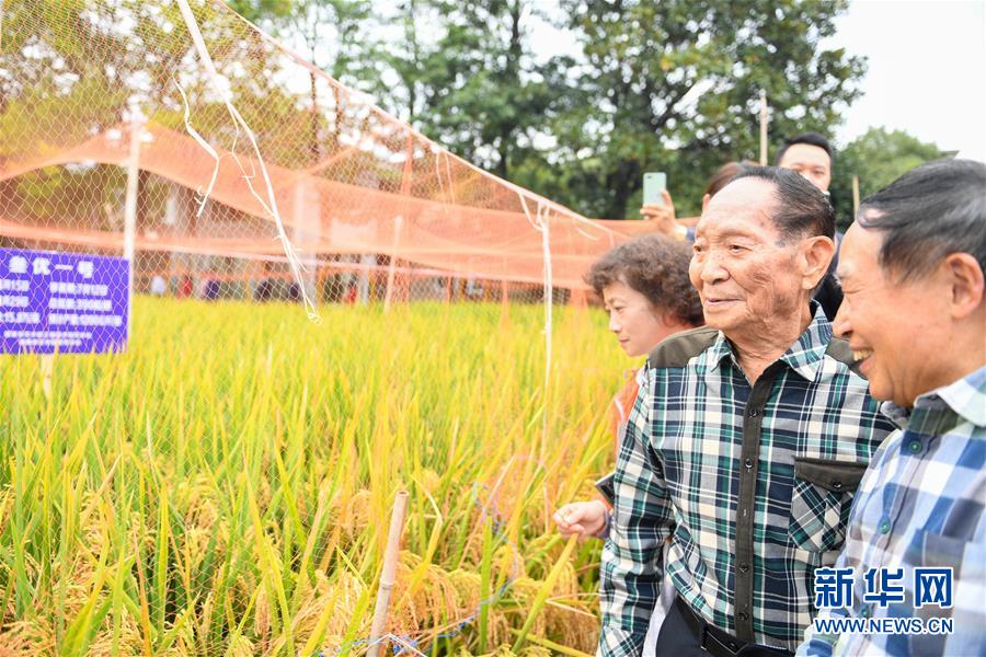 （圖文互動）（4）1046.3公斤！袁隆平第三代雜交水稻首次公開測產