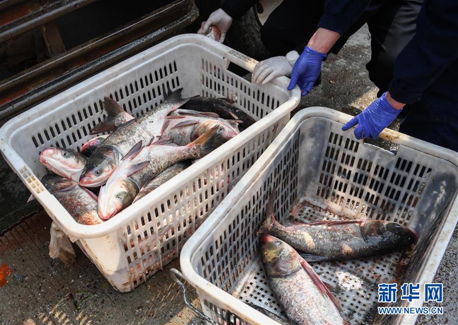 （聚焦疫情防控）（6）咸寧為武漢加“魚(yú)”