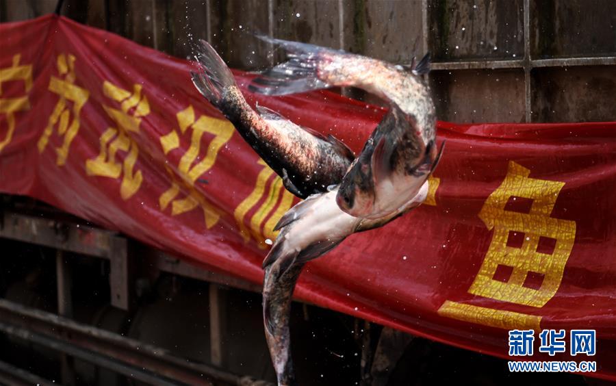 （聚焦疫情防控）（1）咸寧為武漢加“魚(yú)”