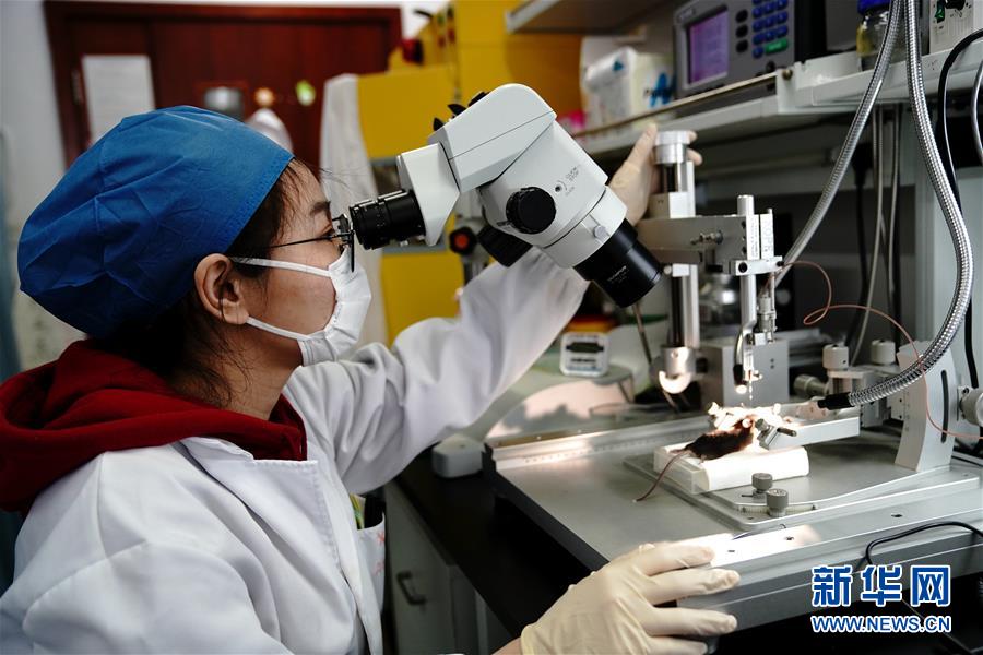 （圖文互動）（2）攻擊行為如何被大腦控制？科學家在小鼠大腦中發現“調節開關”