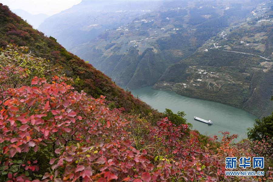（新華全媒頭條·圖文互動(dòng)）（12）待到滿(mǎn)山紅葉時(shí)——三峽重慶庫(kù)區(qū)踐行新發(fā)展理念面面觀