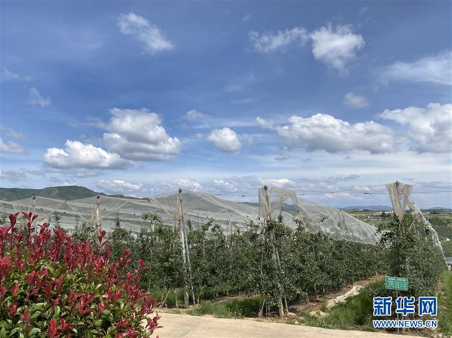 （決戰決勝脫貧攻堅·圖文互動）（3）高原紅了，日子好了——貴州海拔最高縣發展蘋果產業見聞
