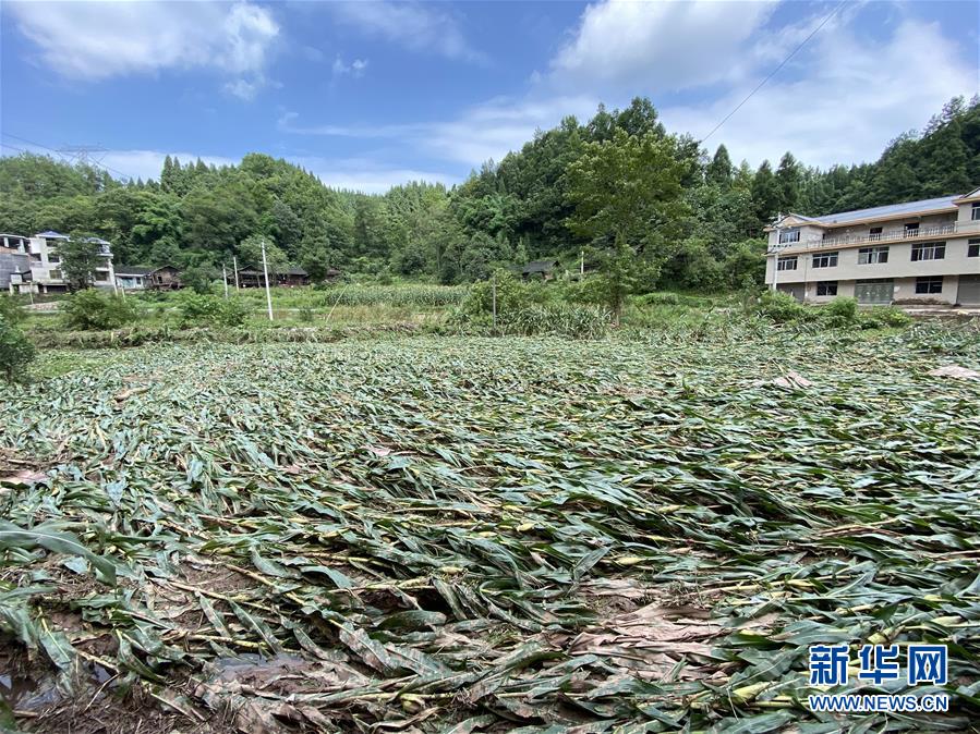 （防汛抗洪·圖文互動(dòng)）（4）山洪襲來(lái)前，澧水河畔大轉(zhuǎn)移