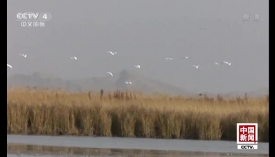 新疆巴音布魯克天鵝湖萬(wàn)只天鵝開(kāi)啟南遷路
